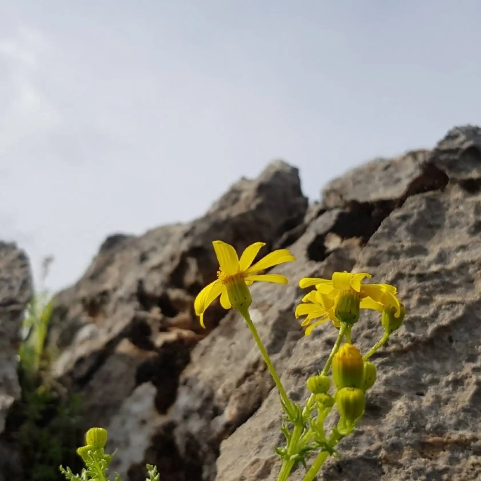 Malatya'mızın dağları çiçek açtı...