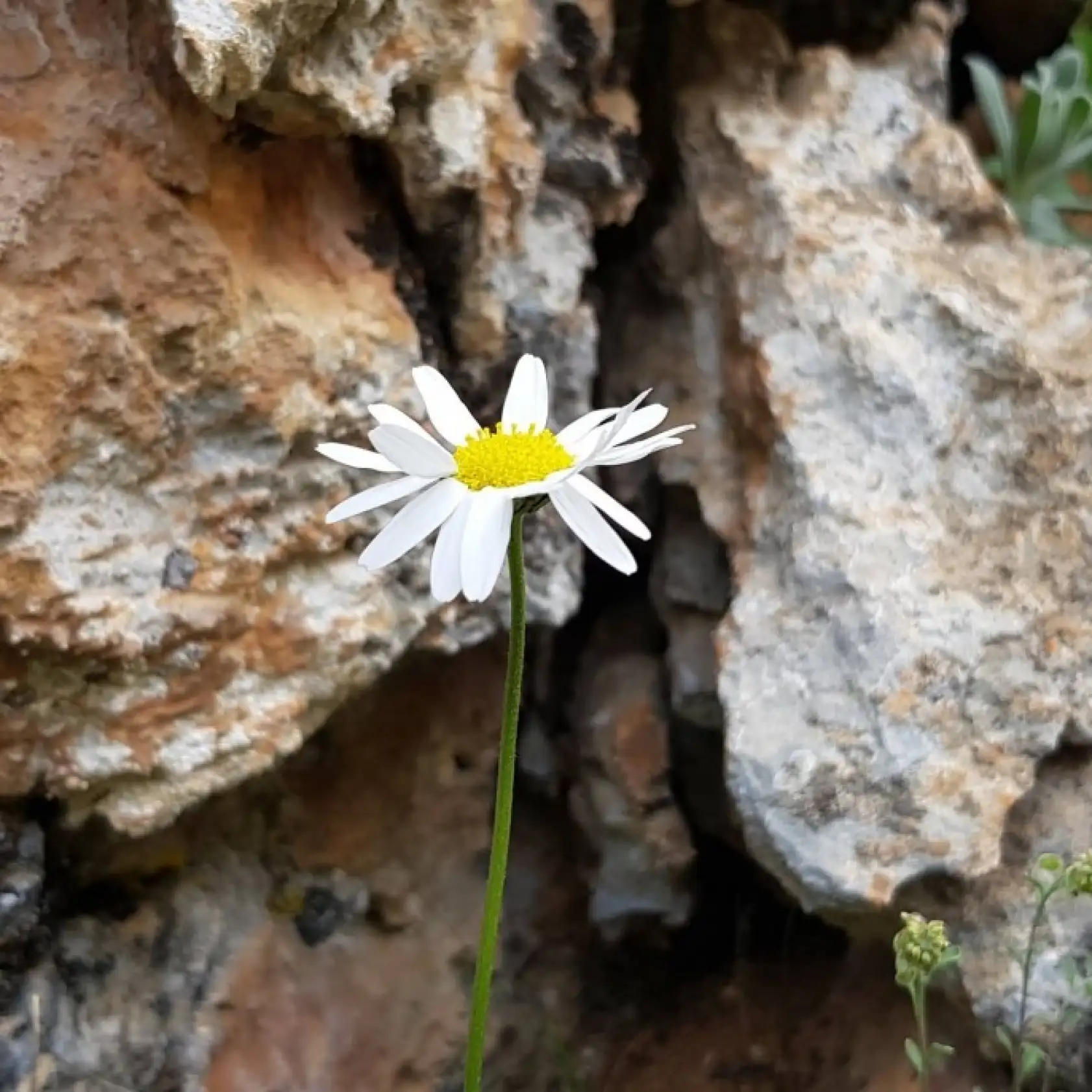 Malatya'mızın dağları çiçek açtı...