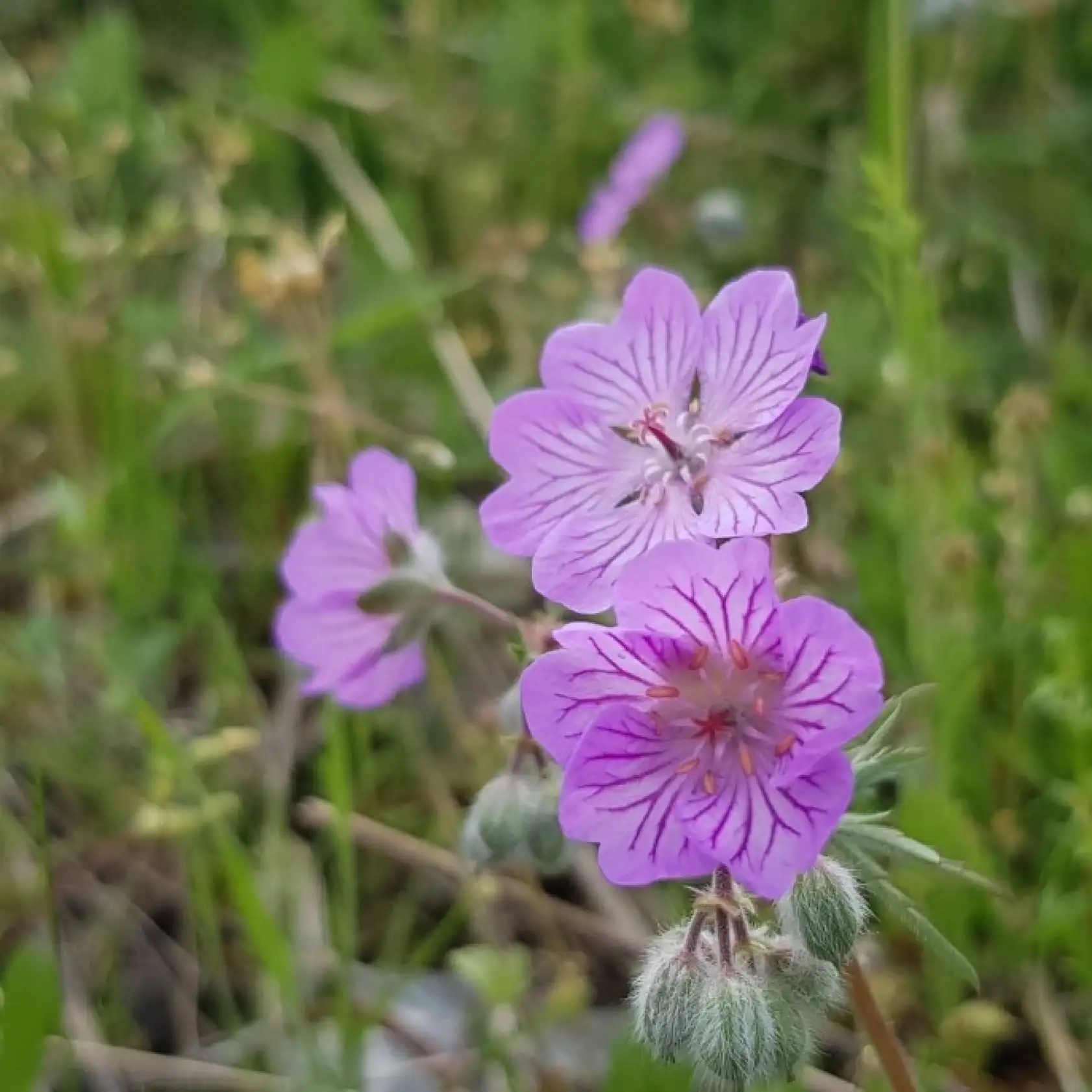 Malatya'mızın dağları çiçek açtı...