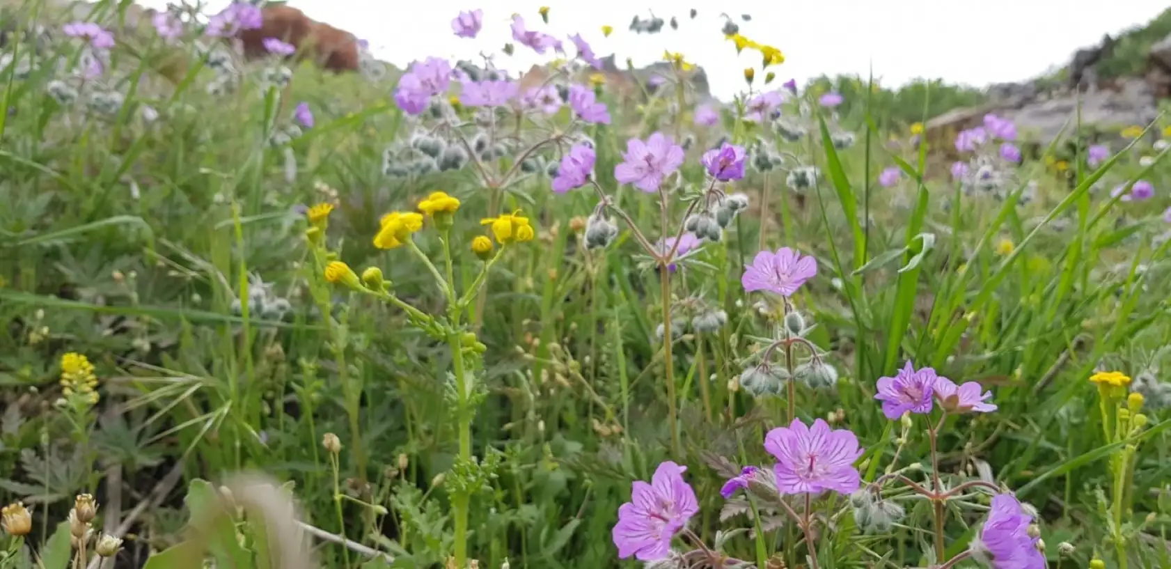 Malatya'mızın dağları çiçek açtı...