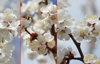 ÇİÇEKLER AÇTI, ÇİFTÇİNİN ELİ YÜREĞİNDE