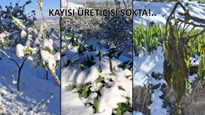 KAYISIYI ZİRAİ DON VURDU