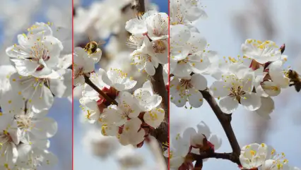 ÇİÇEKLER AÇTI, ÇİFTÇİNİN ELİ YÜREĞİNDE