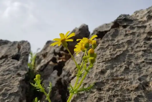 Malatya'mızın dağları çiçek açtı...