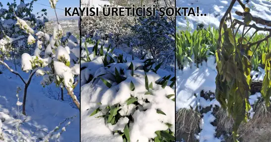 KAYISIYI ZİRAİ DON VURDU