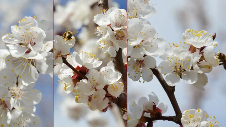 ÇİÇEKLER AÇTI, ÇİFTÇİNİN ELİ YÜREĞİNDE