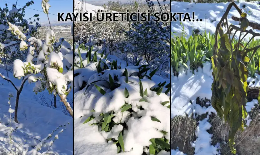 KAYISIYI ZİRAİ DON VURDU